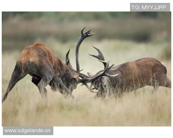 科尔安东尼加盟雄鹿感到无比兴奋期待在热情主场的首秀表现 科尔安东尼加盟雄鹿感到无比兴奋期待在热情主场的首秀表现